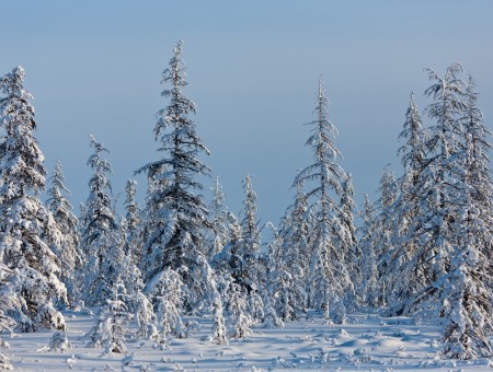 Pine Trees On Snowfield