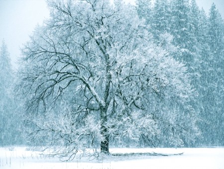 Snowy Tree In Middle Of Field