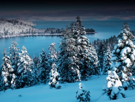 Snow Covered Pine Trees Near Water