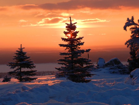 Sunlight Over Snow Covered Pine Trees During Sunset