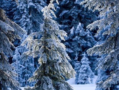 Green Pine Tree With Snow
