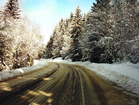 Brown Pathway In Between Snowy Trees