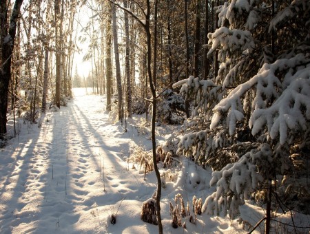 Trail Across Woods Covered In Snow During Daytime