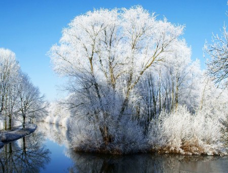 White Trees Beside Water Under Blue Sky During Daytime