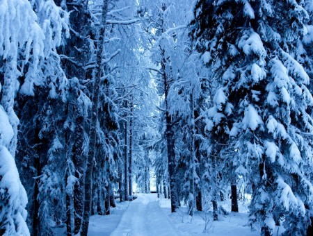 Path Through Snow Covered Pine Trees