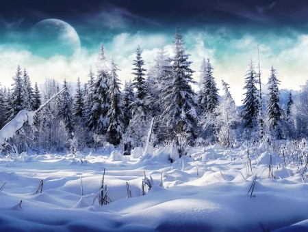 Trees Covered With Snow Under Blue Sky And White Clouds