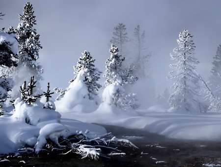 Snow Cover Tree Grey Pathway