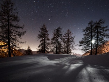 Green Pine Trees Near Beige Mountains Under Gray Sky With Stars During Nighttime