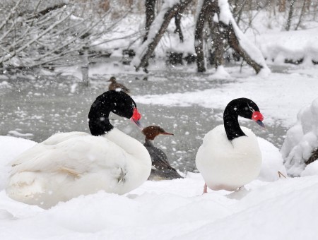 White And Black Ducks On Snow During Daytime
