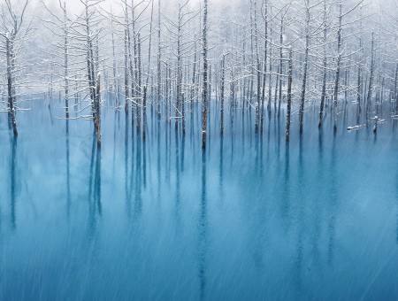Gray Trunk Trees On The Blue Water