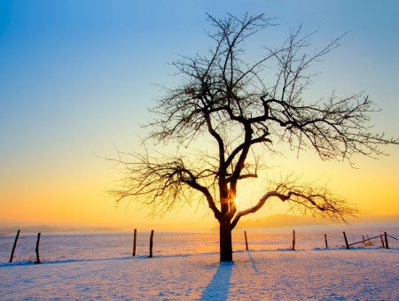 Tree On White Snow Under Blue Sky During Daytime