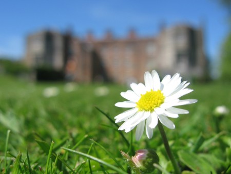 White Daisy Flower In Green Grass Field During Daytime