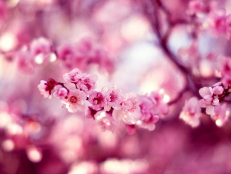 Cherry Blossom Flowers On Trees