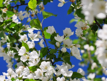 White Flower Under Blue Sky During Daytime