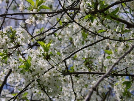 White Flowers In On Green Leaved Tree