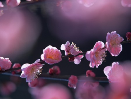 Macrophotography Of Pink Flower On Tree Branch