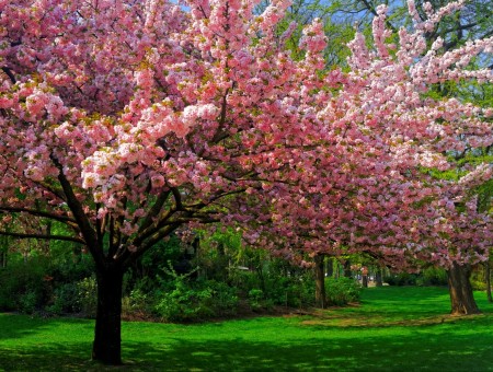 Pink Flowers In Tree At Daytime