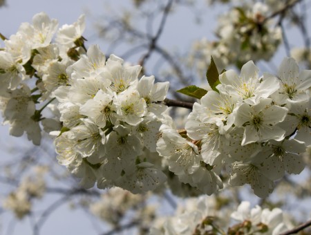 White Cherry Blossom Tree During Daytime