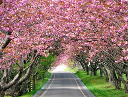Grey Clear Concrete Road Surounder By Grey Trunk Pink Flower Tree During Daytime