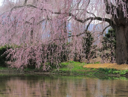 Pink Flowered Tree By The River