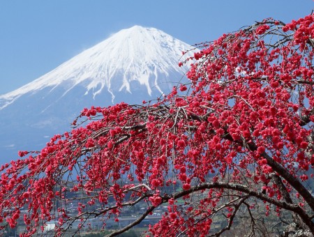 Red Flower Covered Tree Near White Snow Covered Mountain
