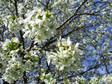 White Flowering Tree Outdoor During Day In Macro Photography