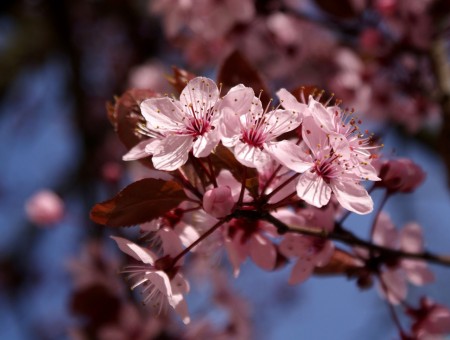 Pink Flowers In Tilt Shift Lens During Daytime