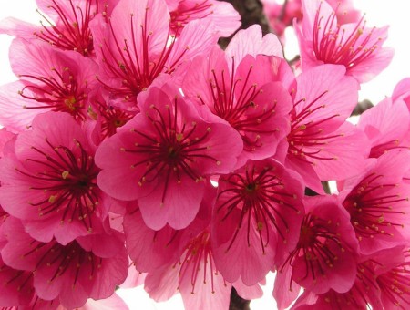 Pink Multi Petaled Flower During Daytime
