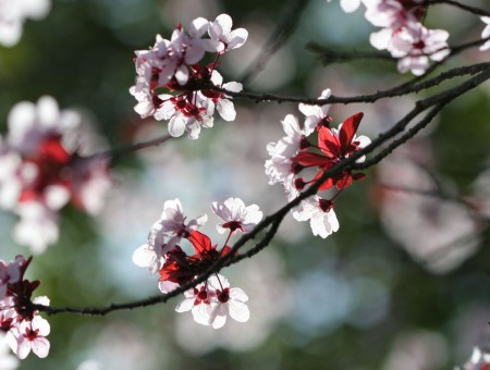 Black Branch With Red And White Flower