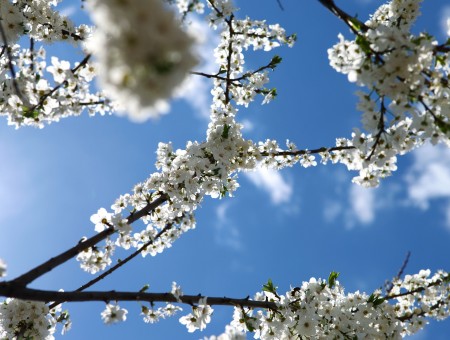 Black Branch With White Flowers Under Blue Sky