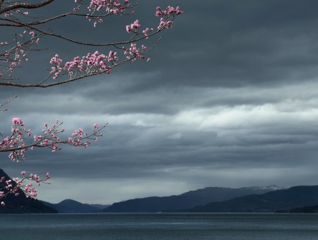 Sakura Tree Near Mountains Under Dimmed Cloudy Sky