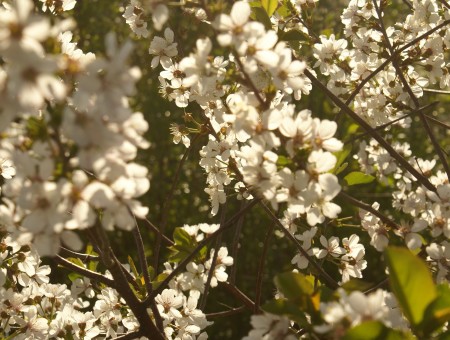 White Flowers With Green Leaves During Daytime