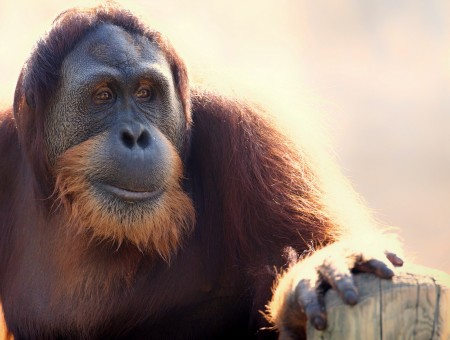 Orangutan Primeape