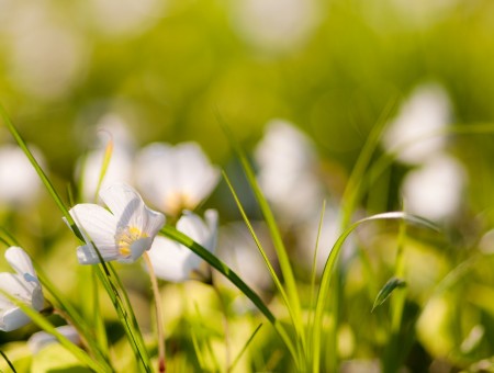 White Flower And Green Grass