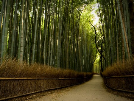Clear Sandy Pathway Enclose By Bamboo Trees And A Railing Haystack Fence