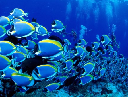 Blue Fish Group