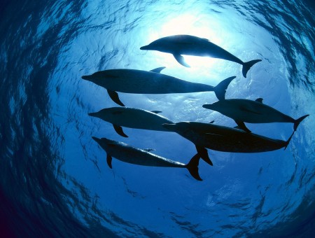 Shoal of Porpoises