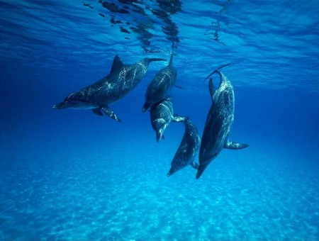Dolphins Undersea