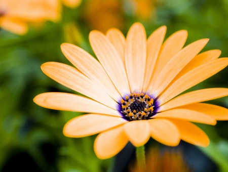 Close Up Photo Of Orange Petaled Flower