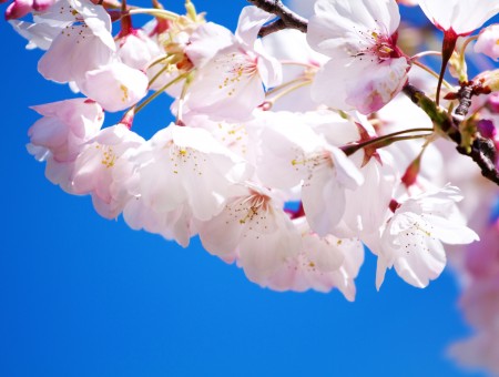 White Cherry Blossom Close Up Photo
