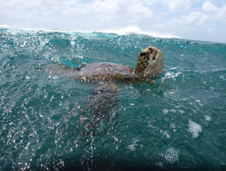 Brown Beige Turtle On Turquoise Ocean Wave Under Blue Sky And White Clouds During Daytime