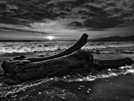 Grayscale Photography Of A Log Beside Shore
