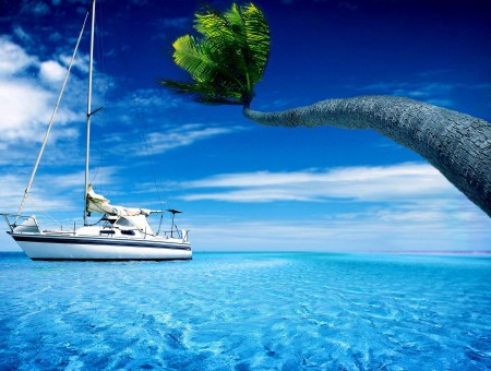 Green Palm Tree Beside White Yacht On Blue Sea