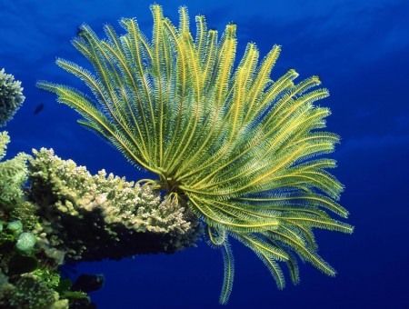 Green Underwater Corals