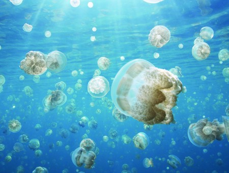 Brown And White Jellyfish Under Water