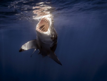 Shark Under Water During Day