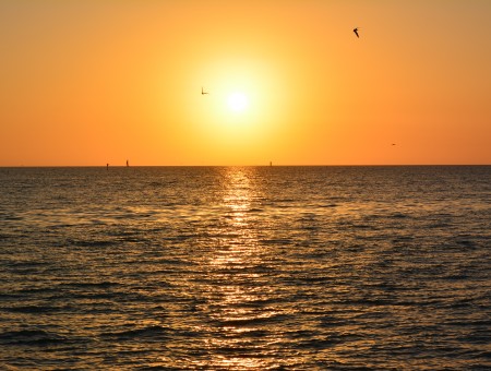 Birds Flying Over Ocean Water During Sunset
