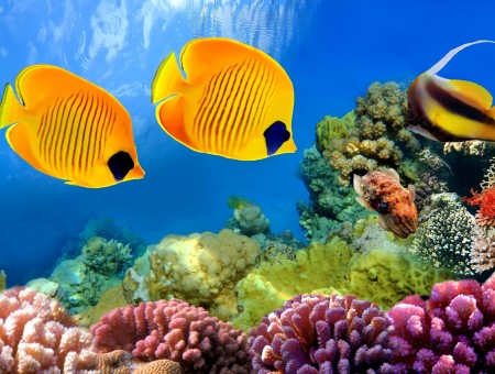 Yellow Fish Underwater Near Purple Coral