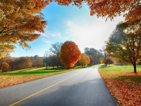 Asphalt Road Through Autumn Trees During Daytime