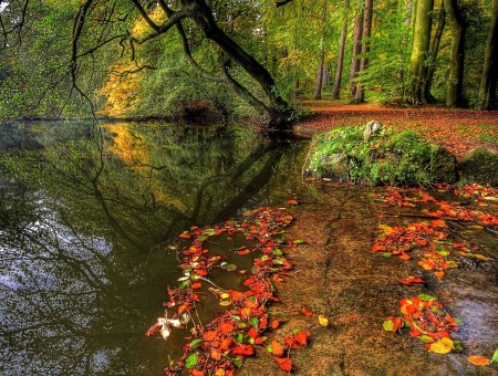 Red Leaves With Green Plants Near Body Of Water